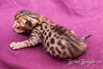 Bengal Cat Züchter